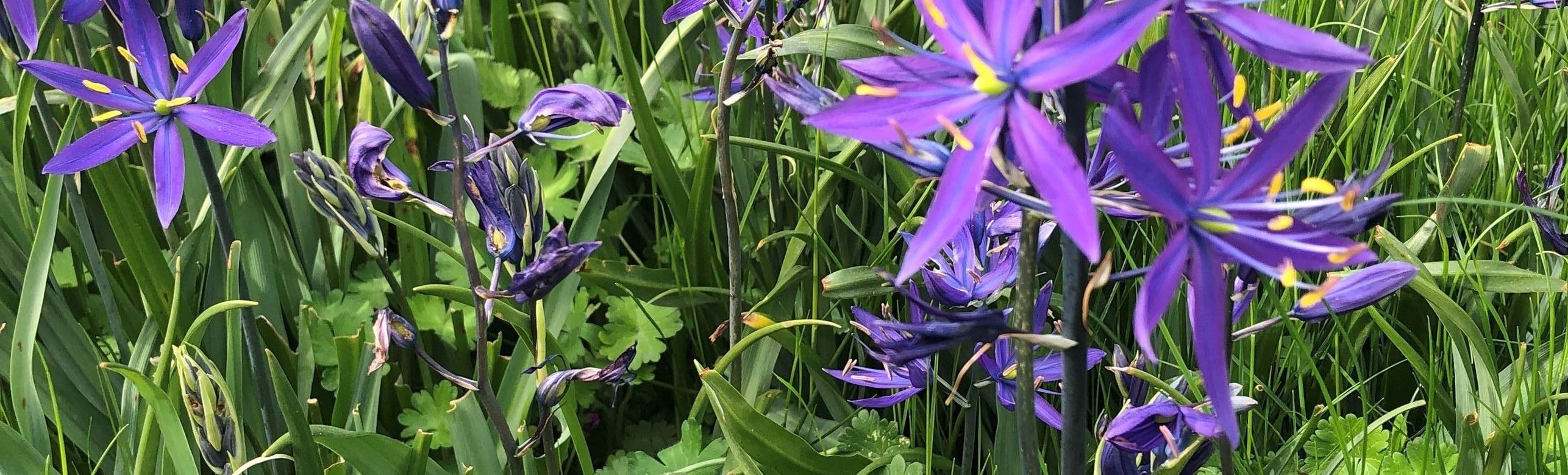 camas San Juan Island