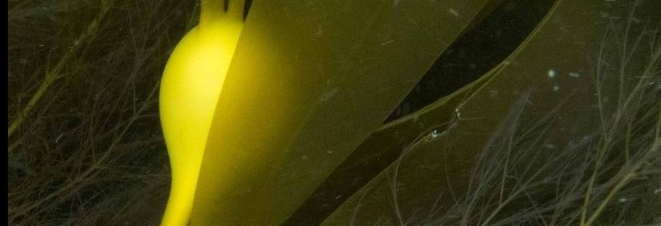 Kelp -photo by P. Green