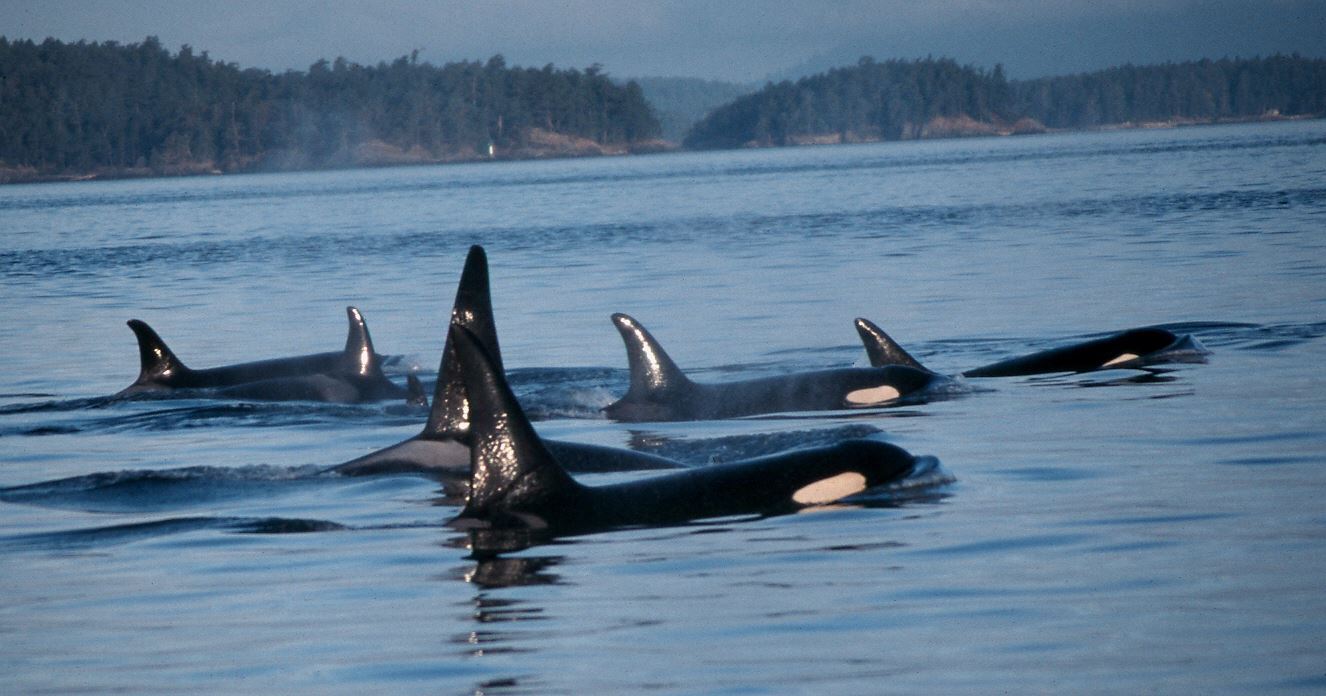 Killer Whales NOAA Fisheries West Coast licensed under CC BY-ND 2.0 Image obtained under NMFS permit