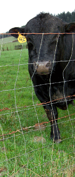 fenceddriftwoodbull Opens in new window