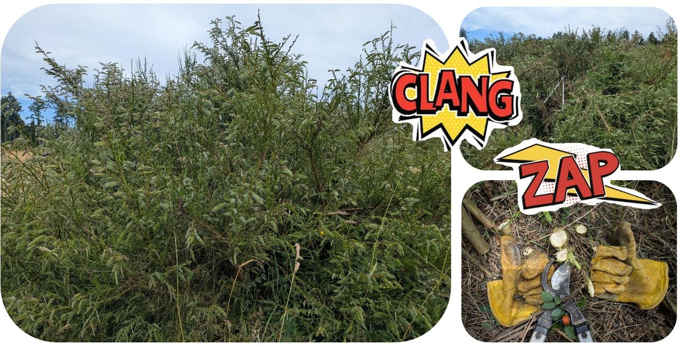 scotch broom clang