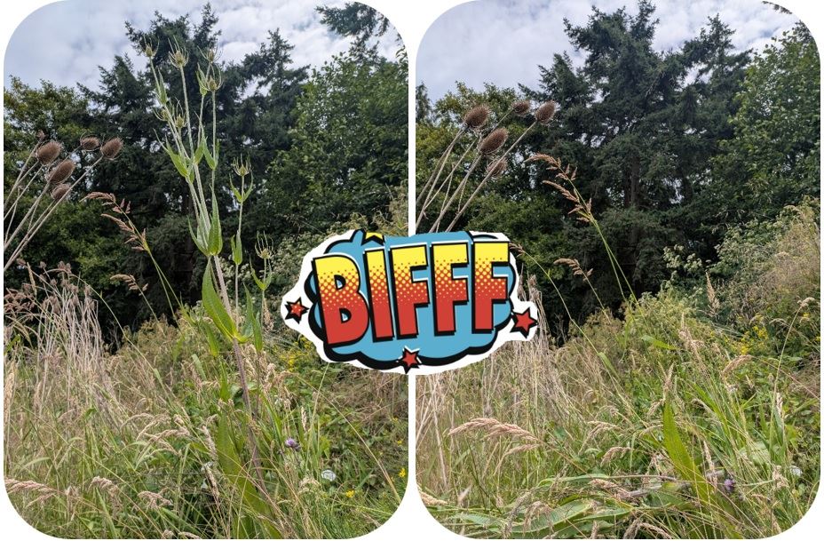 teasel biff
