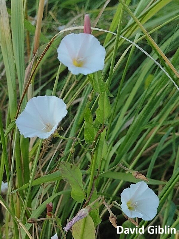 Photo of field bindweed in bloom climbing up grass.